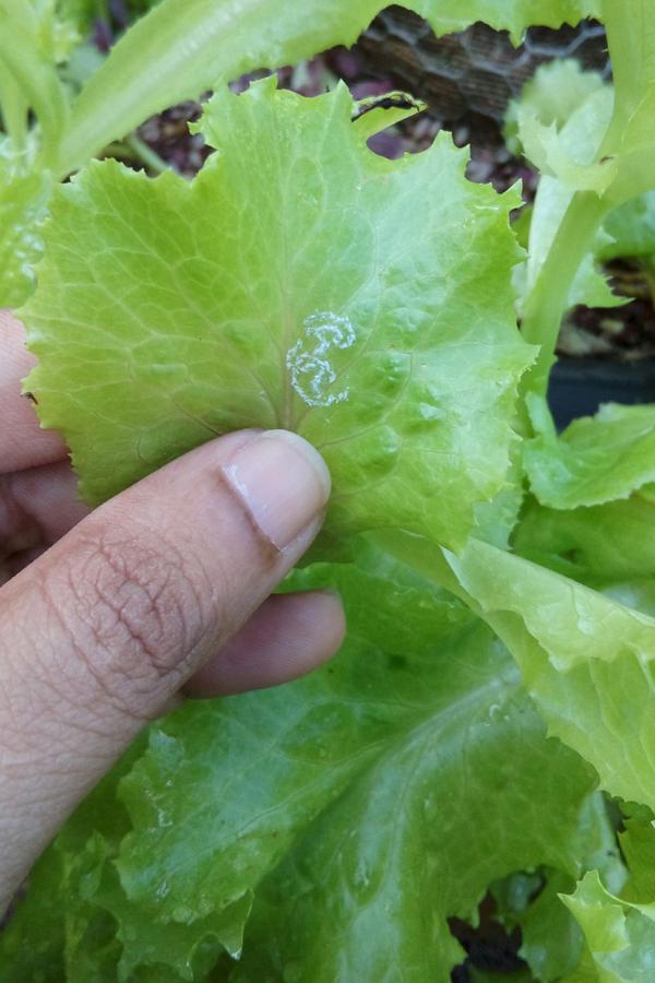 Whiteflies | Pests & Diseases