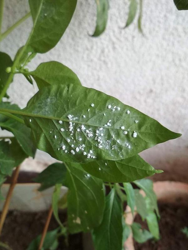 Whiteflies Pests & Diseases