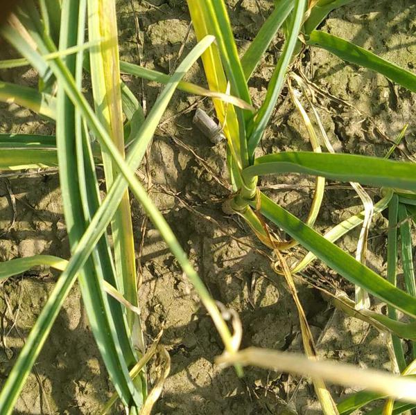 துத்தநாகப் பற்றாக்குறை நோய்ப்பூச்சிகள் & நோய்கள்